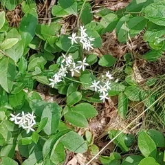 toothed white-topped aster thumbnail 4