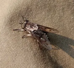 Three-spotted Horse Fly thumbnail 2