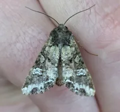Bertha Armyworm Moth thumbnail 2