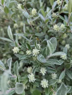 short-fruit willow thumbnail 2
