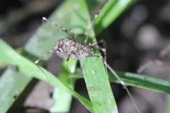Opilio saxatilis thumbnail 3