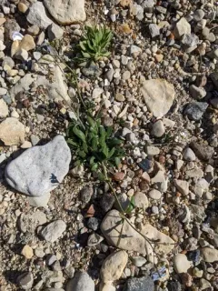 Arctic rock-cress thumbnail 4