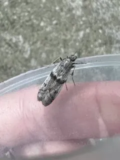 Black-banded Homoeosoma Moth thumbnail 2