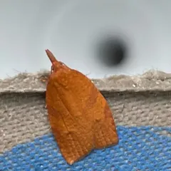 Chokecherry Leafroller Moth thumbnail 2