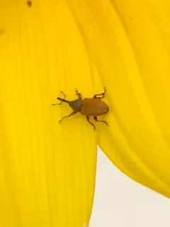 Red Sunflower Seed Weevil thumbnail 2