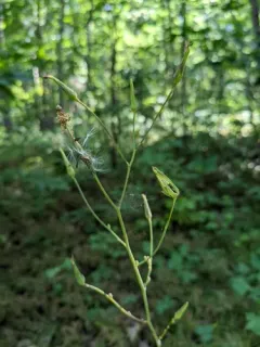 hairy lettuce thumbnail 4