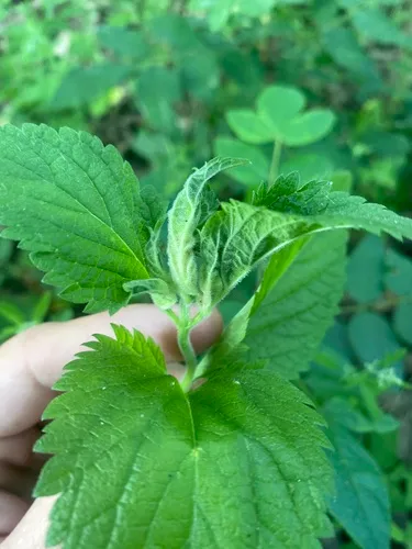 Clinodiplosis verbenae
