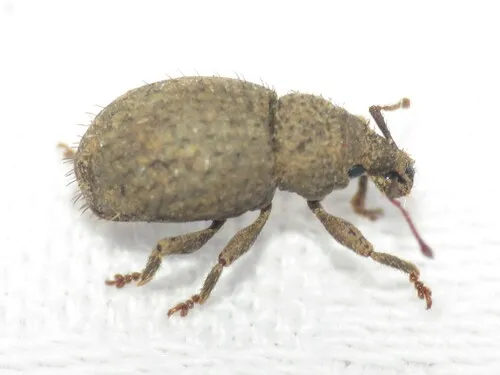 Phyxelis rigidus