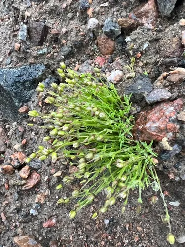 bog stitchwort
