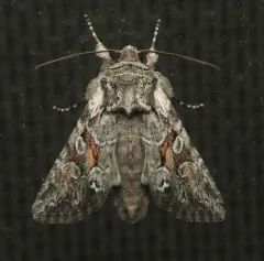 Lacinipolia sareta thumbnail 4