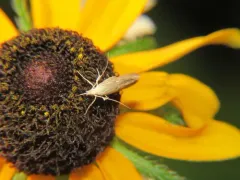 Isophrictis rudbeckiella thumbnail 4
