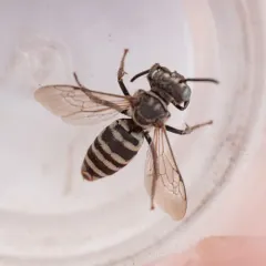 Variable Longhorn-Cuckoo thumbnail 3