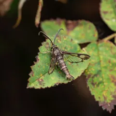 Strawberry Crown Moth thumbnail 4