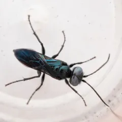 Dryudella caerulea thumbnail 4