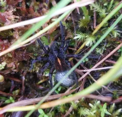 Raptor Wolf Spider thumbnail 2