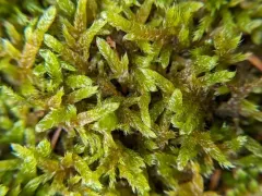 Cypress-leaved Plait-moss thumbnail 1
