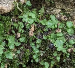 Field Macewort thumbnail 3
