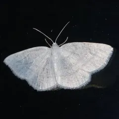 Vestal Moth thumbnail 3