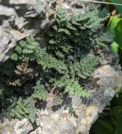 Fee's lip fern thumbnail 3