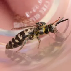 Olympia Cellophane-cuckoo Bee thumbnail 3