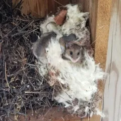 Eastern Deermouse thumbnail 2