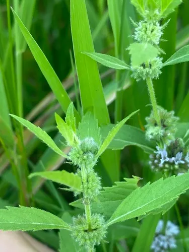Dasineura piperitae