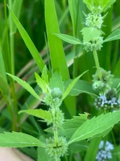 Dasineura piperitae thumbnail 1