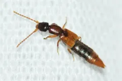 Lobrathium collare thumbnail 4