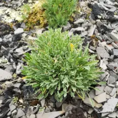 Fernleaf False Candytuft thumbnail 2
