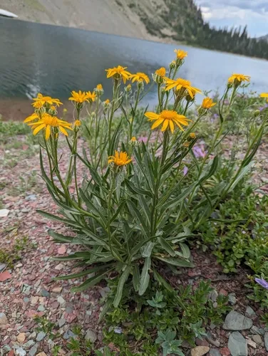 Nuttall's Ragwort