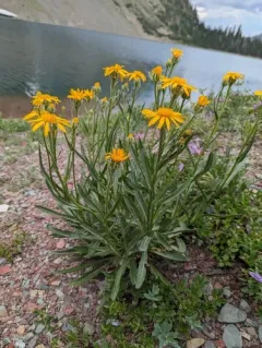Nuttall's Ragwort thumbnail 1