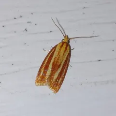 Three-streaked Sparganothis Moth thumbnail 3