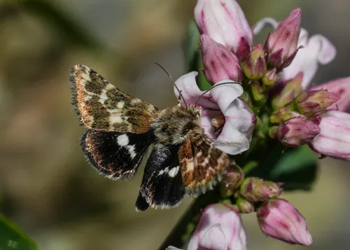 Schinia perminuta