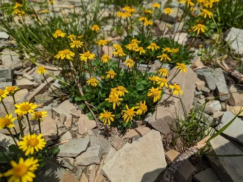 Buek's groundsel