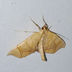 Greater Grapevine Looper Moth thumbnail 3