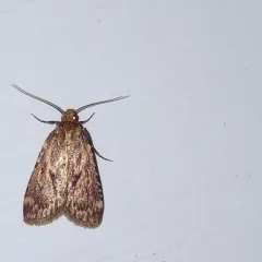 Grease Moth thumbnail 2