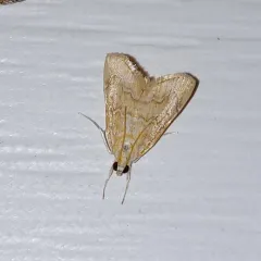 White-roped Glaphyria Moth thumbnail 3