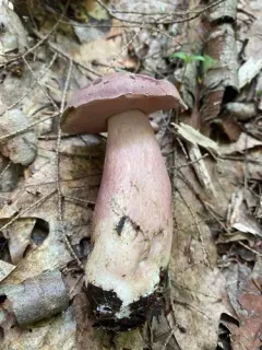 violet-gray bolete thumbnail 4