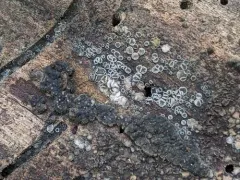Phialocephala oblonga thumbnail 3