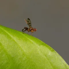 Cereal Fly thumbnail 3