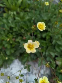 False rock-loving cinquefoil thumbnail 2