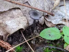 Entoloma callipygmaeum thumbnail 2