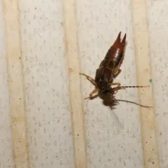 Lesser Earwig thumbnail 3