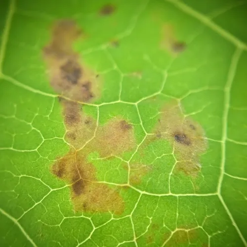 Sweetgum Leaf Spot