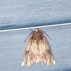 Chestnut Schizura Moth thumbnail 2