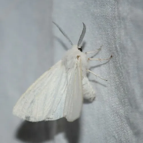 Pink-legged Tiger Moth