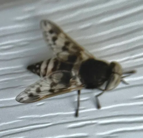 Tabanus venustus
