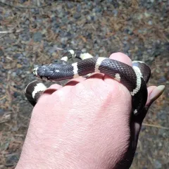 California King Snake thumbnail 2