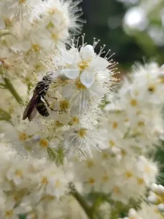 Cerceris rufopicta thumbnail 2