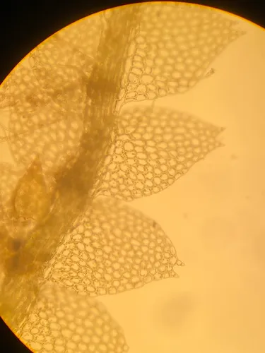Asperifolia sullivantii